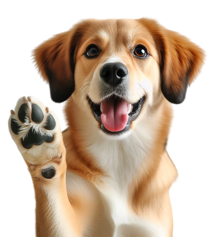 Happy dog raising paw – playful pet gesture symbolizing friendliness and interaction
