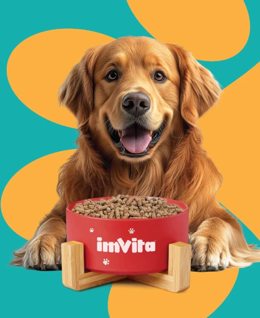 Happy Golden Retriever with ImVita dog food – nutritious pet meal for vitality and wellness